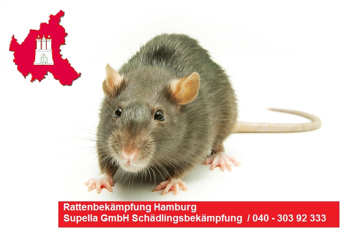 Rattenbekämpfung Hamburg / Ratten bekämpfen Hamburg