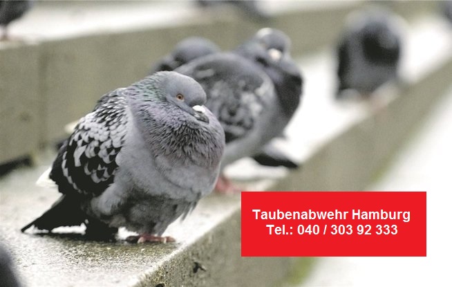 Tauben verscheuchen Hamburg